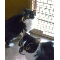 Bootsie & Smudge